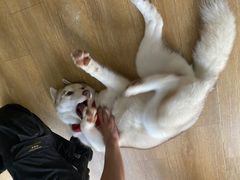 -Husky Go! 哈士奇体验馆·宠物咖啡厅狗咖