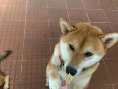-柴犬高等学院·狗咖·柴犬售卖·宠物训练