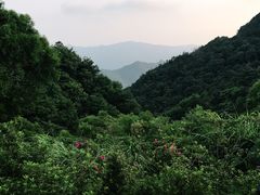 -梧桐山风景名胜区