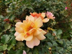 -香蜜公园