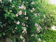 -白鹭湾湿地公园