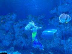 -芜湖新华联大白鲸海洋公园