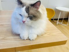 -有喵·猫咖·狗咖·30几只猫10只小狗(岗厦店)