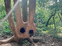 -上海佘山国家森林公园天马山园