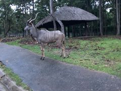 -清迈夜间动物园