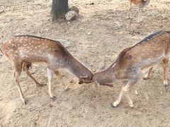 -西安秦岭野生动物园