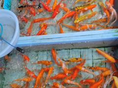 -桂林市花鸟市场