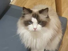 -滚猫咖啡·猫咖·猫友好撸猫(未来城店)