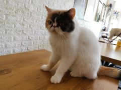 -平行世界·猫咖(首经贸店)