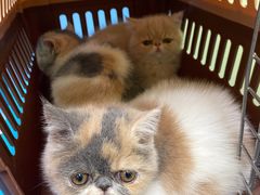 -佳怡动物医院·平价24小时·猫专科骨外科