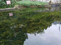 -成都市活水公园