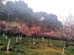 -赭山公园