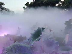 -鹅湖玫瑰文化园