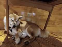 -柴务处·柴犬主题狗咖