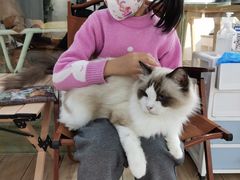 -李小姐の猫咖啡馆(五角场店)