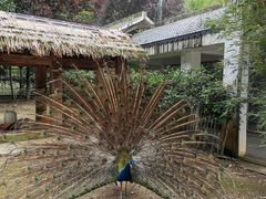 -黔灵山公园