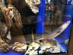 -石葵(锦业时代店)