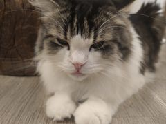 -柴迷FANS CLUB·柴犬狗咖·猫咖