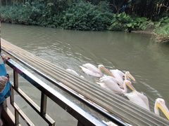-广州长隆飞鸟乐园