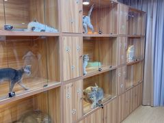 -猫十亿·布偶金渐层·曼基康矮脚猫舍(青年路店)