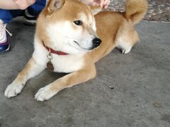 -柴犬高等学院·狗咖·柴犬售卖·宠物训练