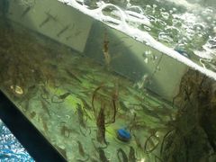 -全乐鱼馆·淳牌有机鱼直营店