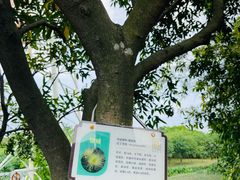 -广东花都湖国家湿地公园