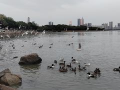 -深圳湾公园(南山区)