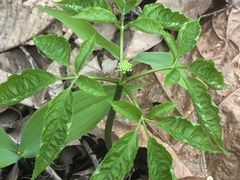 -云岭野山参风景区