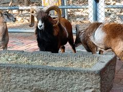 -长白岛森林公园