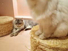 -猫儿山۰猫主题餐厅