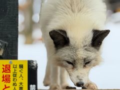 -宫城藏王狐狸村