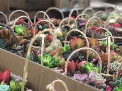 -龙大花卉苗木市场