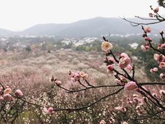 -香雪海