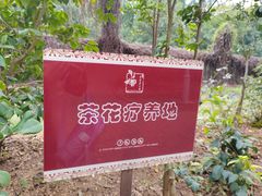 -金花茶公园