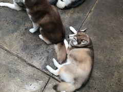 -TrueLove @ Neverland (Husky Cafe)