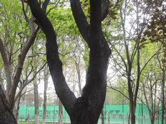 -石家庄市植物园