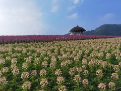 -径山花海
