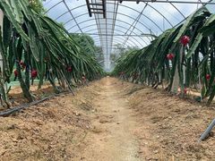 -海堤葡萄园中小学生研学基地