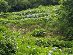 -鼓岭旅游度假区