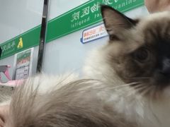 -半岛宠物医院24小时(科华中路店)