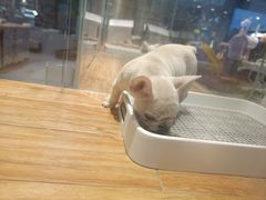 -狗道宠物(常熟印象城店)