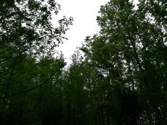 -桤木河湿地公园