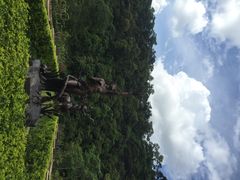 iphone_upload_pic-大屏嶂森林公园