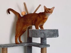 -猫大福·Fortune Cat猫舍(百子湾店)