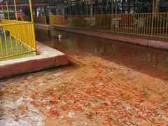 -观澜湖生态运动公社