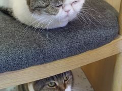 -喵园·猫主题咖啡厅·撸猫·猫咖(国贸店)