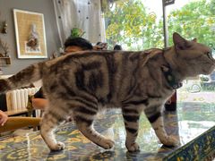 -平行世界·猫咖(首经贸店)