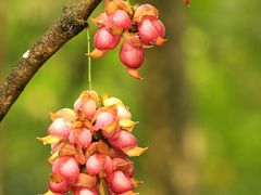 -中国科学院华南植物园