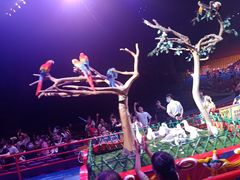 -广州长隆国际大马戏